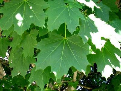 ACER PLATANOIDES